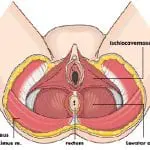 שרירי רצפת אגן